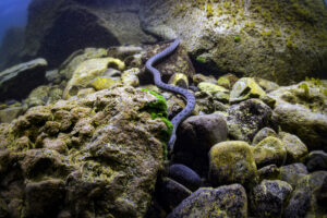 Snake - Underwater Sevan