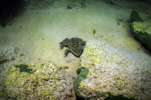 Frog - Underwater Sevan