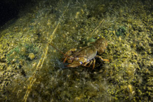 Crayfish - Underwater Sevan