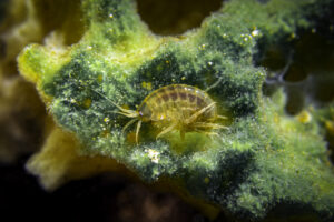 Amphipod - Underwater Sevan