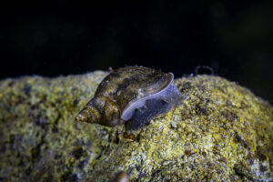 Snail - Underwater Sevan